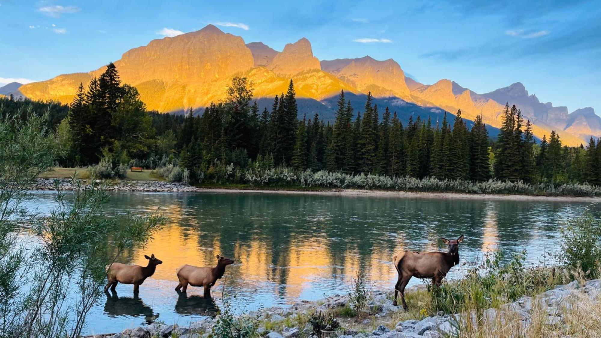 #304 Mountain View 1Br In Canmore Dt Eksteriør bilde